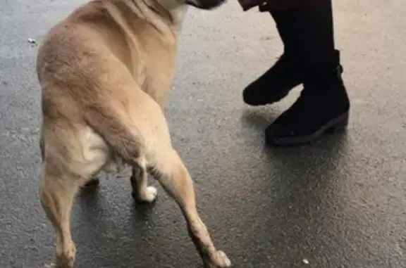 Найдена собака возле универсама на Светлановском проспекте, СПб
