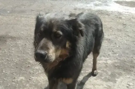 Найдена собака в районе Комсомольского, ищем хозяев