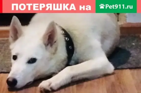 Собаки потеряшки, Тверь, фото: Потеряшка собака в Твери, помогите найти!