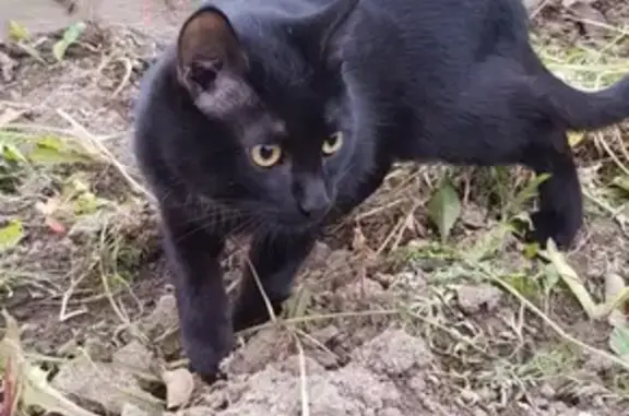 Пропал чёрный кот в Первоуральске, на улице Береговой