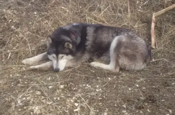 Собака-хаски найдена в посёлке Красный Восход, ищет дом