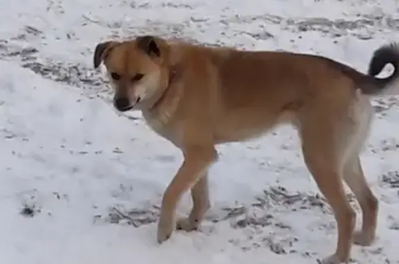 Пропала собака в Бердске, ищем мальчика