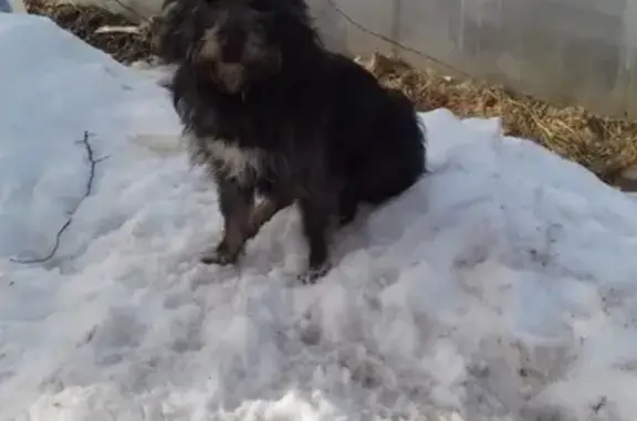Пропала собака Миша в Сарове