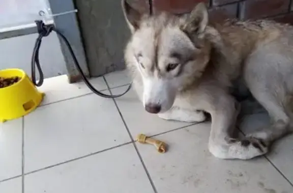 Собака найдена возле РОДДОМА #4 в Воронеже