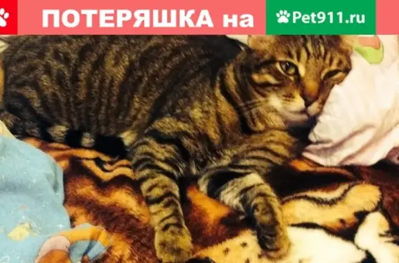 Пропал кот Бакс на Менделеева 43! #lostpet #Омск