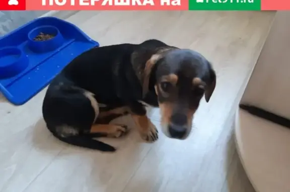 Найден домашний щенок в Волгограде, Ангарский район