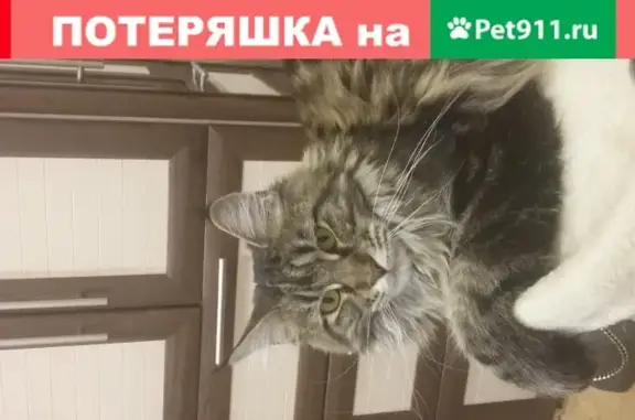 Пропала кошка в Чехове, ул. Набережная, 5