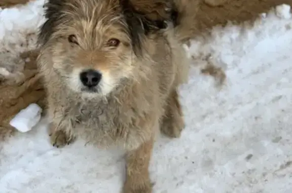 Пропала собака в Забайкальце, ищем!