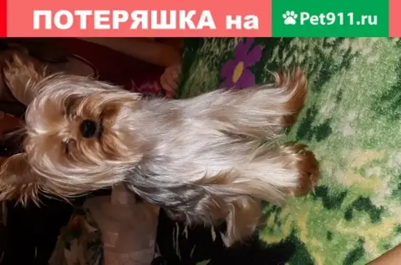 Собаки потеряшки, Москва, фото: Потеряшка кобель Тошка, Ёркширский терьер, Москва, открытое шоссе 5/13.