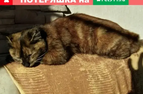 Пропала кошка в районе Краснореченский, ищем Трикси!