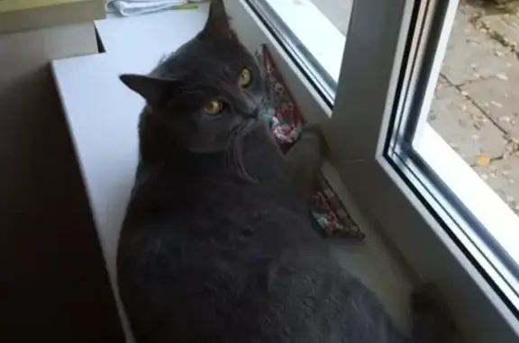 Кошки потеряшки, Киров, фото: Потеряшка серый кот на ул. Парковая 11а, Нововятский район, Киров