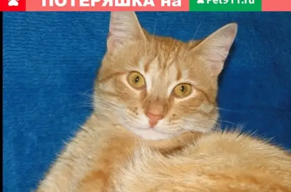 Пропал кот Кеша на ул. Архангельская 31