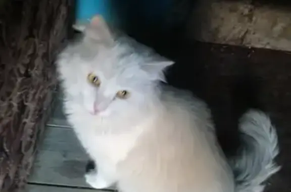 Пропала кошка на ул. Калинина, 110А