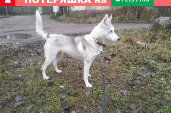 Пропала собака Лайма на Октябрьской набережной, помогите найти! #Рада_поиск