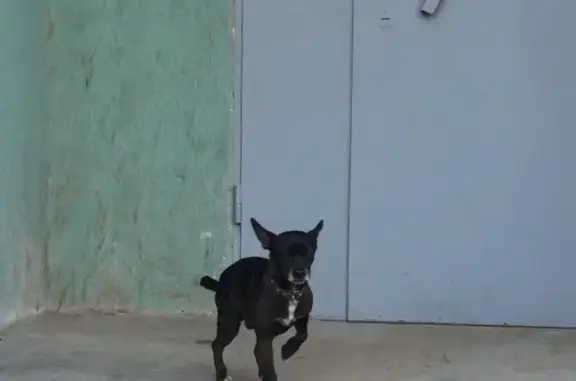 Собака с ошейником найдена в Уфе