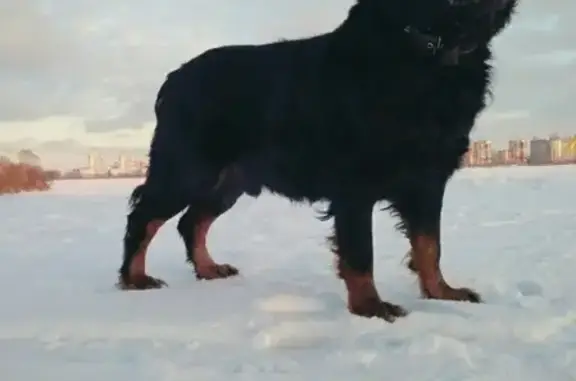 Пропала собака в Воронеже, ошейник с номером