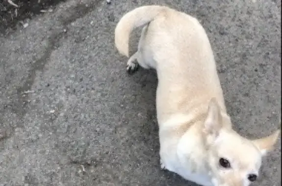 Найдена собака на Попова,20, ищем хозяина