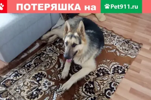 Найден пёс в Казани, ищем хозяев.