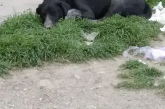 Собака найдена на ул. Некрасова, 37 в Симферополе