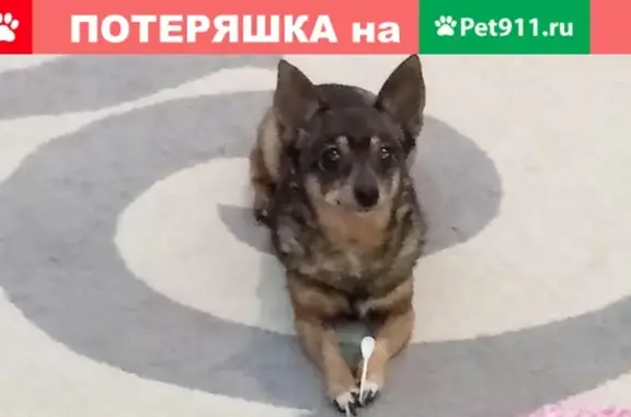 Пропала собака Цесса в Волгодонске