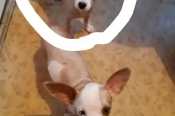 Собаки потеряшки, Москва, фото: Потеряшка собака в Москве, район Белорусская https://vk.com/id980045