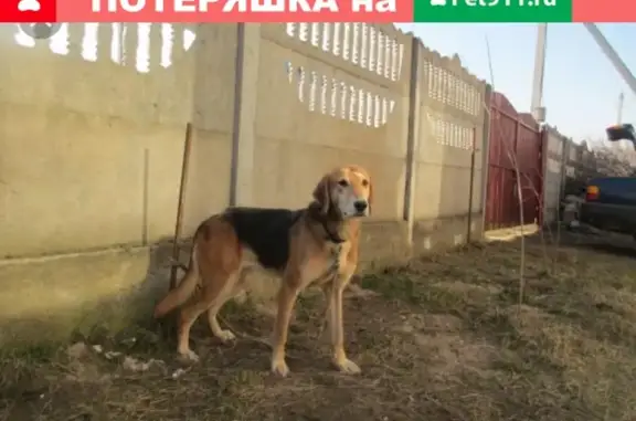 Пропала охотничья собака в Красноармейске, Саратовская область