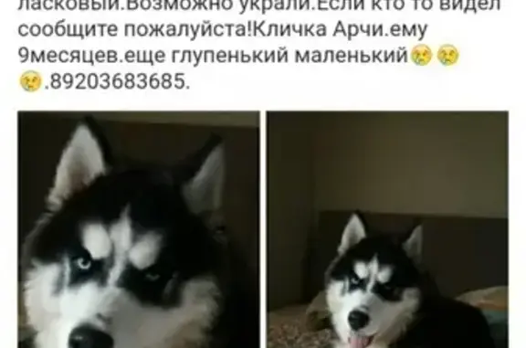 Пропала собака в Шуе, Ивановская обл.