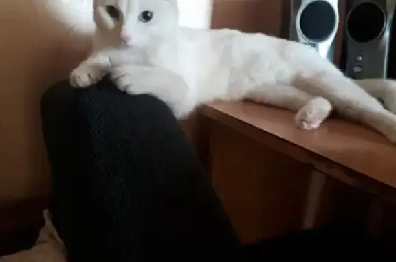 Пропала белая кошка Селена в Улан-Удэ