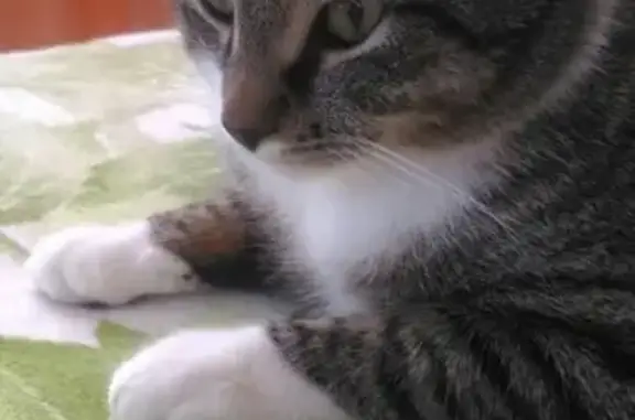 Кошки потеряшки, деревня Борки, фото: Потеряшка кот Кузя в д. Борки, Новгородская обл.