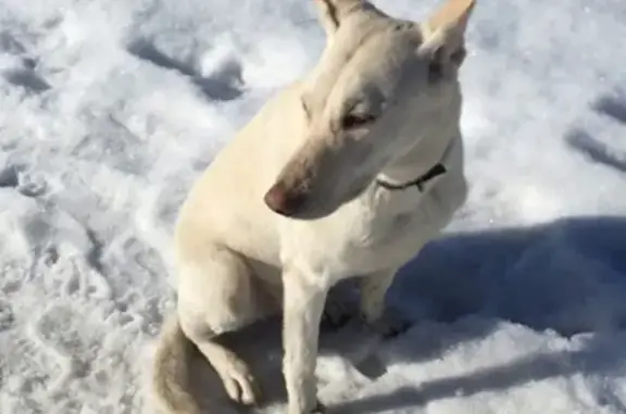 Собака найдена в Мурманске: самовыгул или потеряшка?