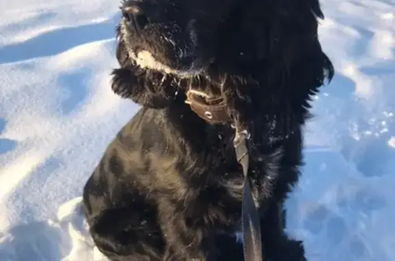 Пропала собака Тоби в районе гидронамыва (Ханты-Мансийск)
