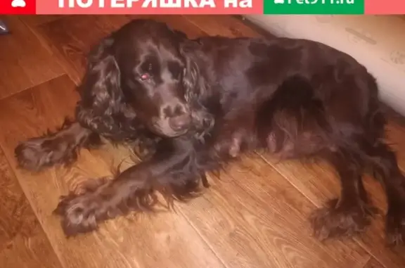Пропала собака Доли в Комсомольске, Ивановская область