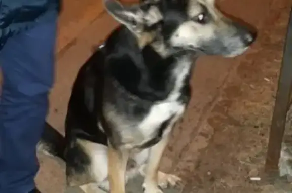 Найдена собака в Пушкинском р-не, адрес внутри
