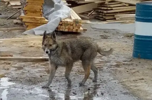 Пропала собака на Первомайской, вознаграждение