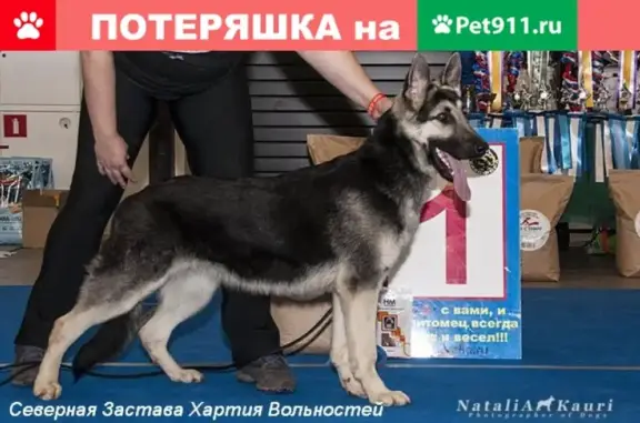 Пропала собака в Всеволожском районе, Янино, Мяглово, Разметелево.