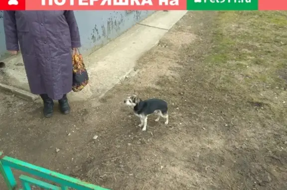 Потерянная собака на улице Попова, Великий Новгород