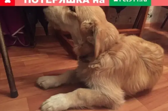 Найдена собака на улице Красноармейская