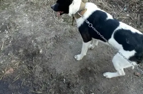 Пропала собака в Приютово, Республика Башкортостан