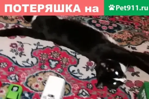 Пропала кошка на ул. Пушкина, 61