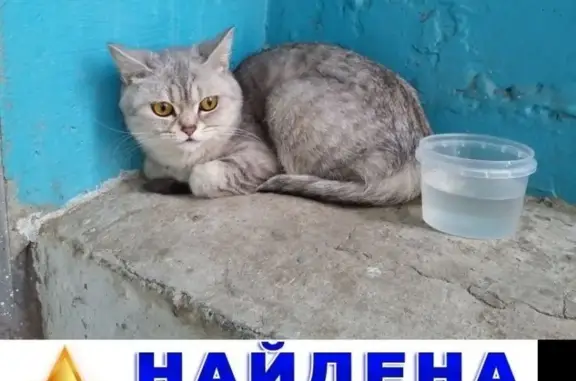 Найдена кошка на ул. Космонавтов, Волгоград