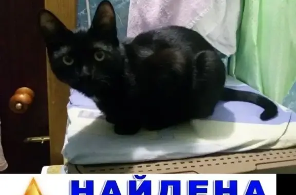 Найден котенок на Севастопольском проспекте 23