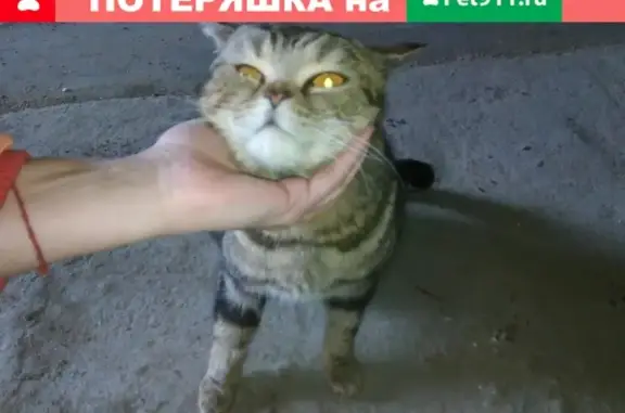 Найден домашний кот в районе базы Восход, Тюмень