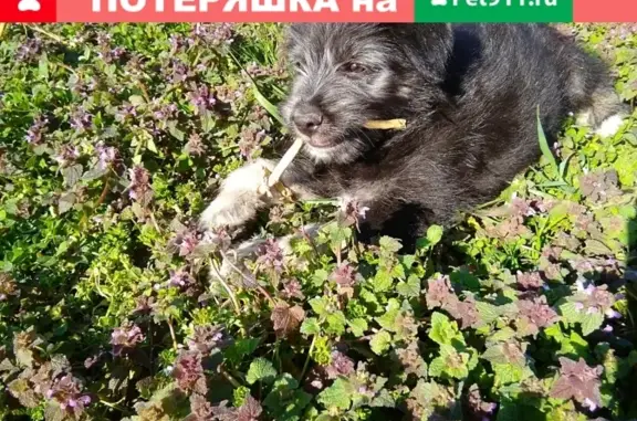 Пропала собака на ул. Ленина, Краснодарский край