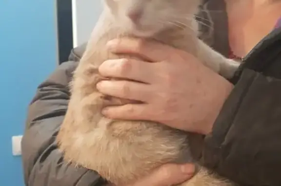 Найдена кошка, Лисино-Корпус, фото: Найден молодой кот в Лисино-Корпусе