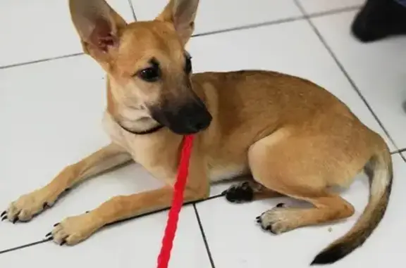 Собака с ошейником найдена в Краснодарском крае