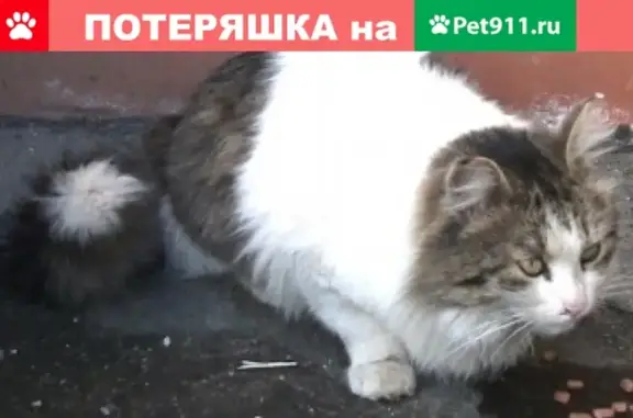 Найден голодный кот на Богатырском пр.