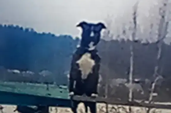 Собаки потеряшки, Батраки, фото: Потеряшка питбультерьер в Егорьевске, деревня Батраки, 27.03.2019