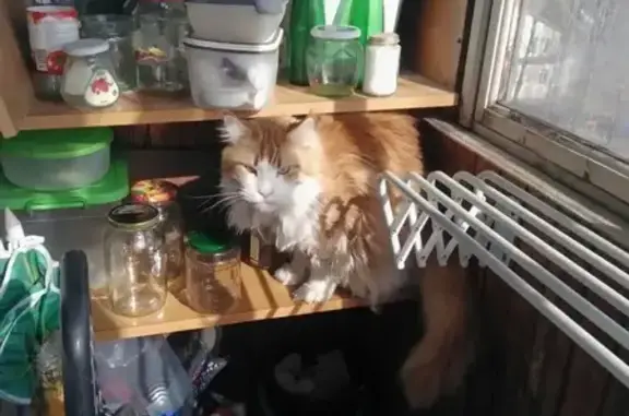 Найден кот мейн-кун в СПб, ищем хозяев или передержку.