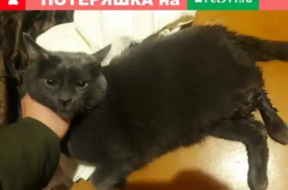 Найдена кошка на Брестской 11 в Барнауле
