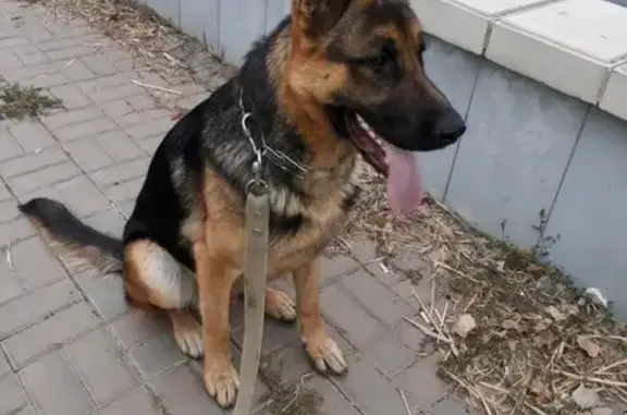Пропала собака Флеш в Кировском районе, звоните если найдете